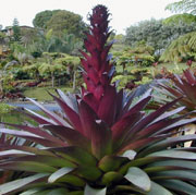 Vriesea Imperialis